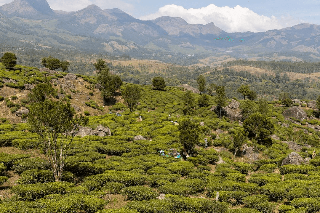 inz _ jan kortenhorst _ munnar theeplantages.png